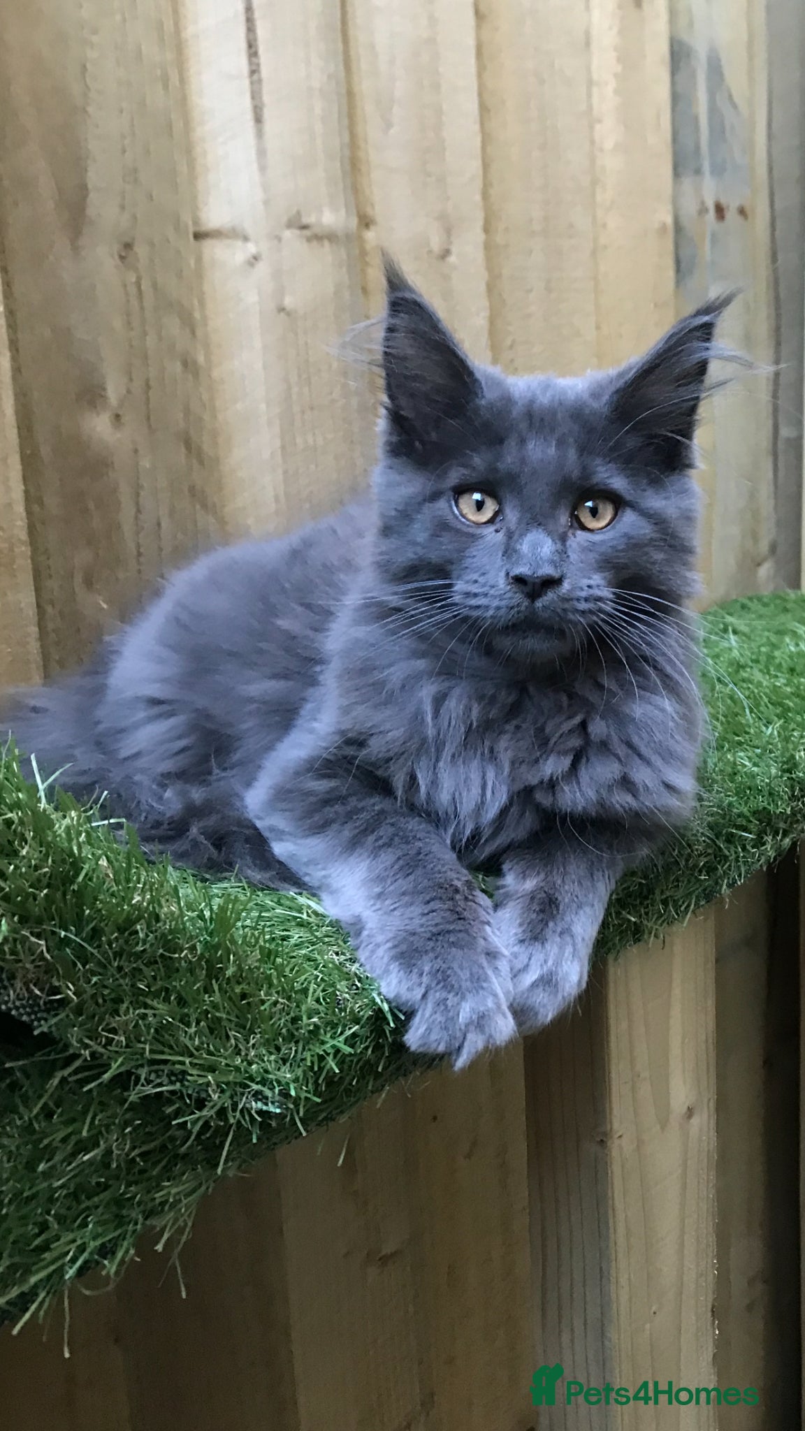 Maine Coon cats for sale: Tica boys available  - Advert 5