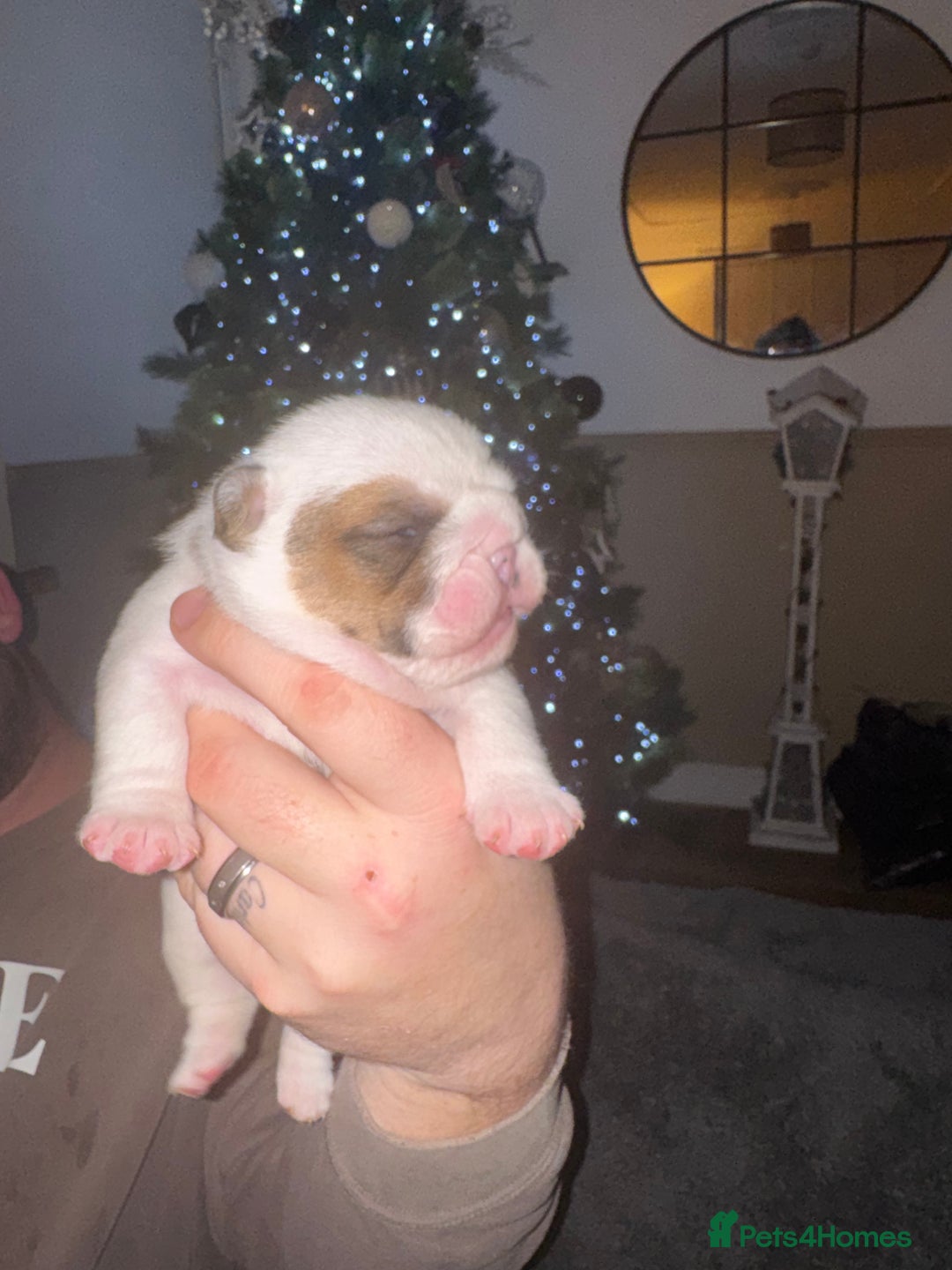 English Bulldog dogs for sale: Stunning English bulldog puppies  - Advert 13