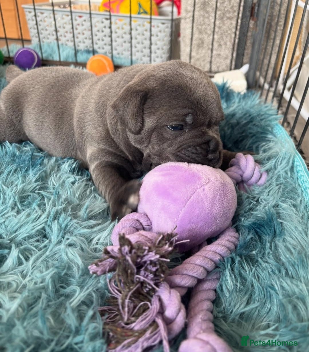 Staffordshire Bull Terrier dogs for sale: Staffordshire bull terrier puppies  - Advert 12