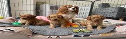 Cavapoo dogs for sale: Extensively Health tested F1 Cavapoo🐾 puppies - Advert 7
