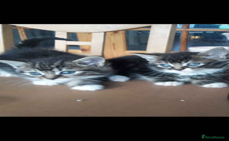 Mixed Breed cats - Advert 3