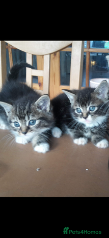 Mixed Breed cats - Advert 5