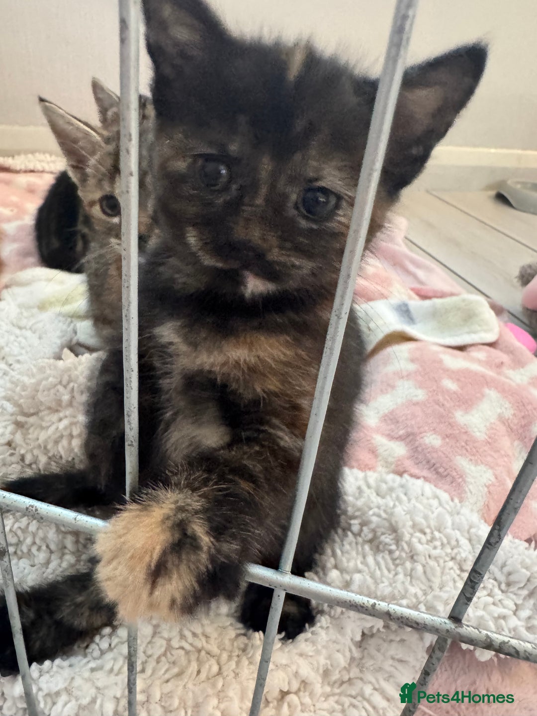 Domestic Shorthair cats for sale: Adorable kittens for sale  - Image 6