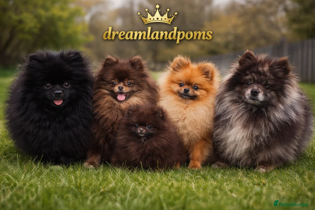 Pomeranian dogs for stud: top quality 5kg/3kgstud!chocolatemerle&fullblack🔥 - Advert 2