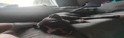Mixed Breed dogs for sale: Blue Staffordshire bull terrier cross female - Advert 3