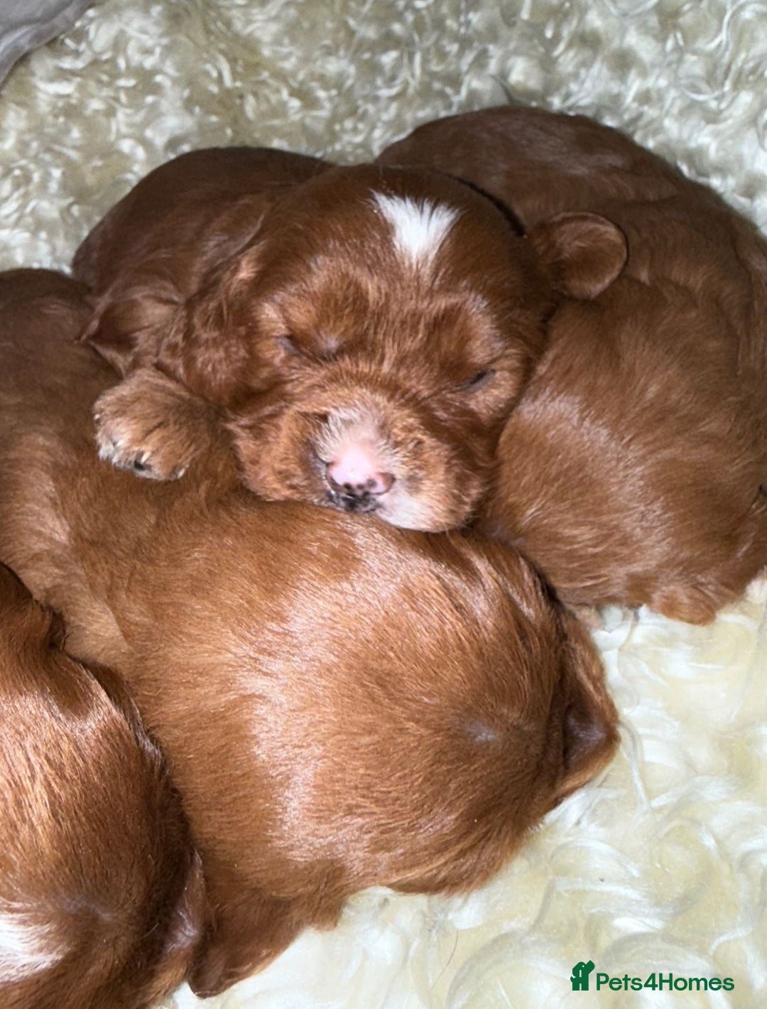 Cavapoo dogs for sale: ❤️ Deep Red Cavapoo Puppies ❤️ - Image 7