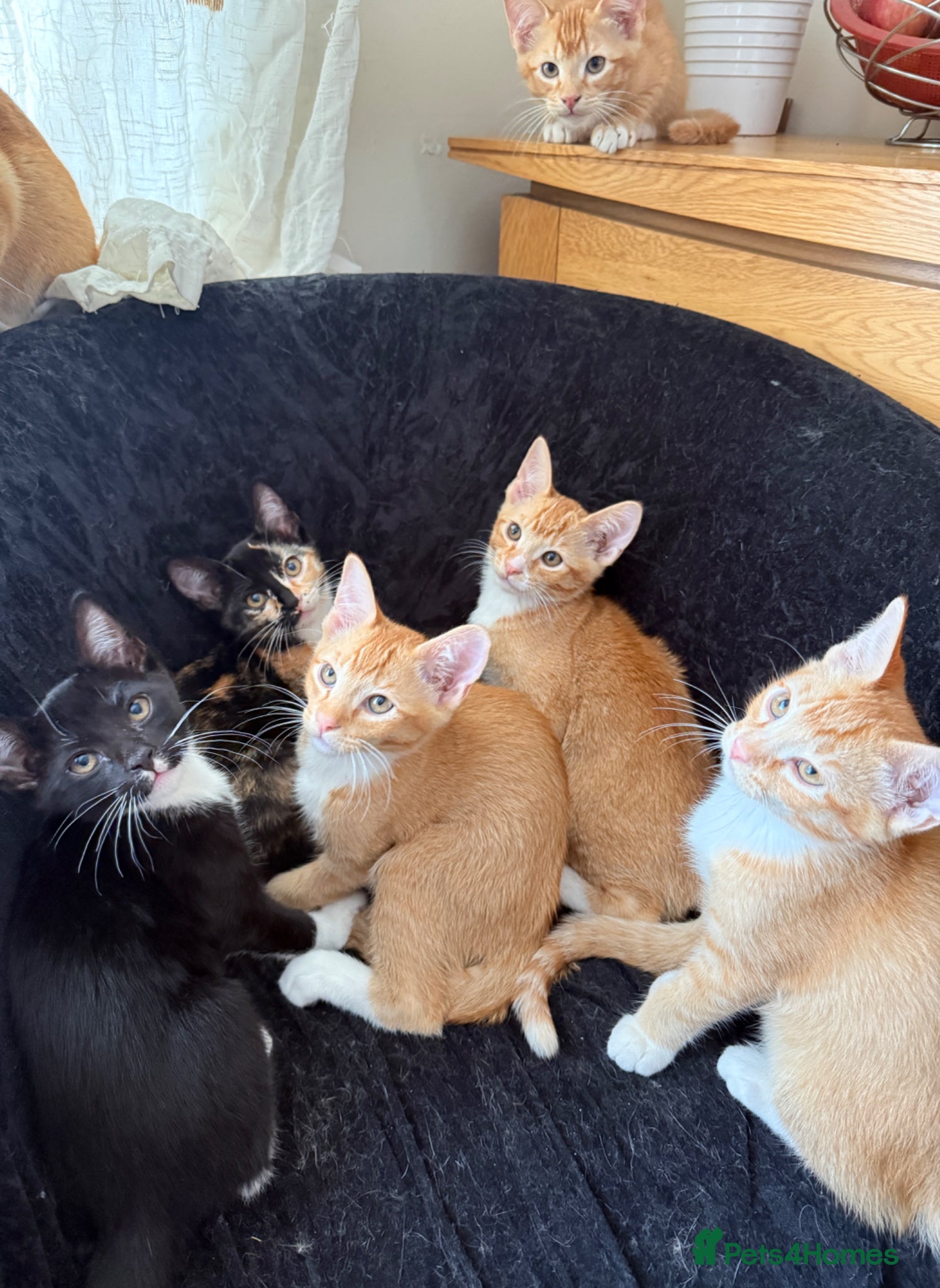 Domestic Shorthair cats for sale: Selling domestic shorthair kittens in Southall - Advert 10