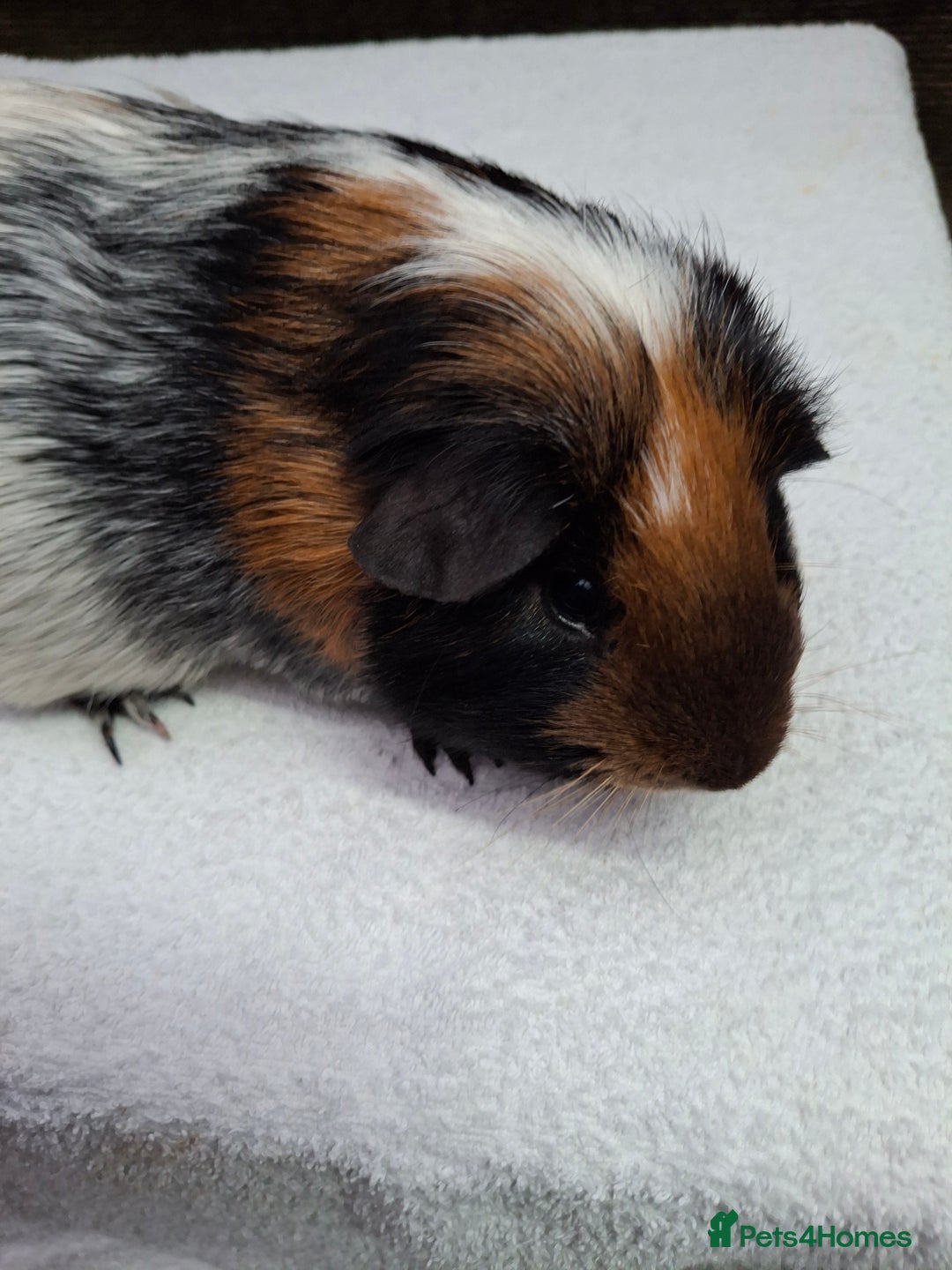 Guinea Pig rodents for sale: Male Guineapig - Advert 3