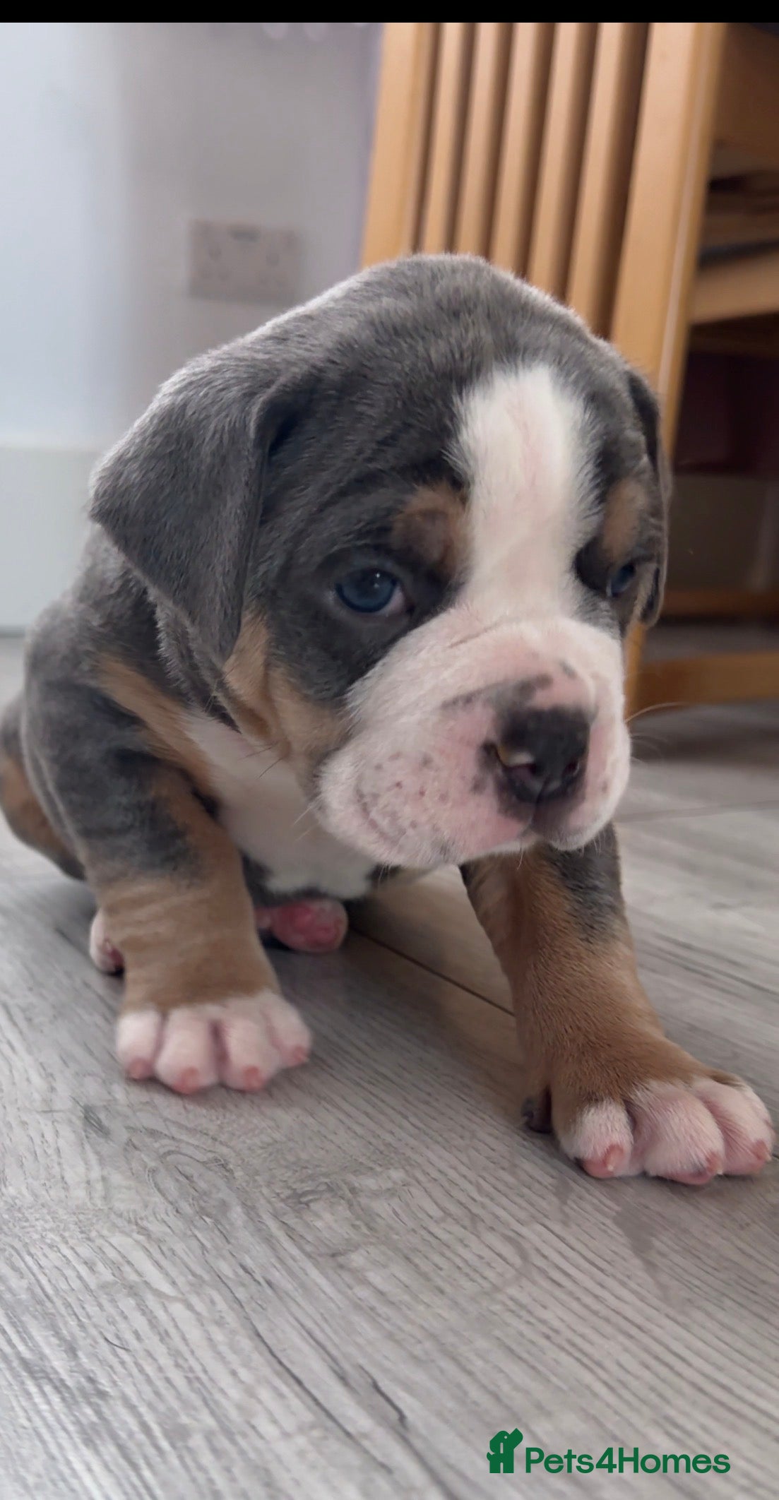 Olde English Bulldogge dogs 🔥🔥Champion bloodline Olde English Buldogs🔥🔥 - Advert 2