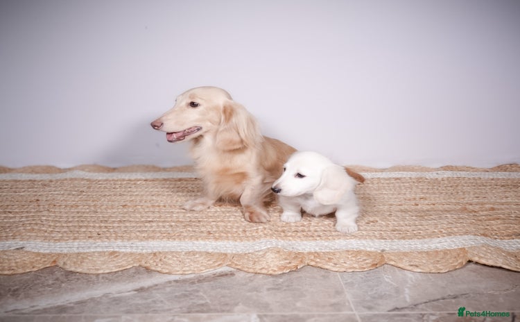 Miniature Dachshund dogs - Advert 7