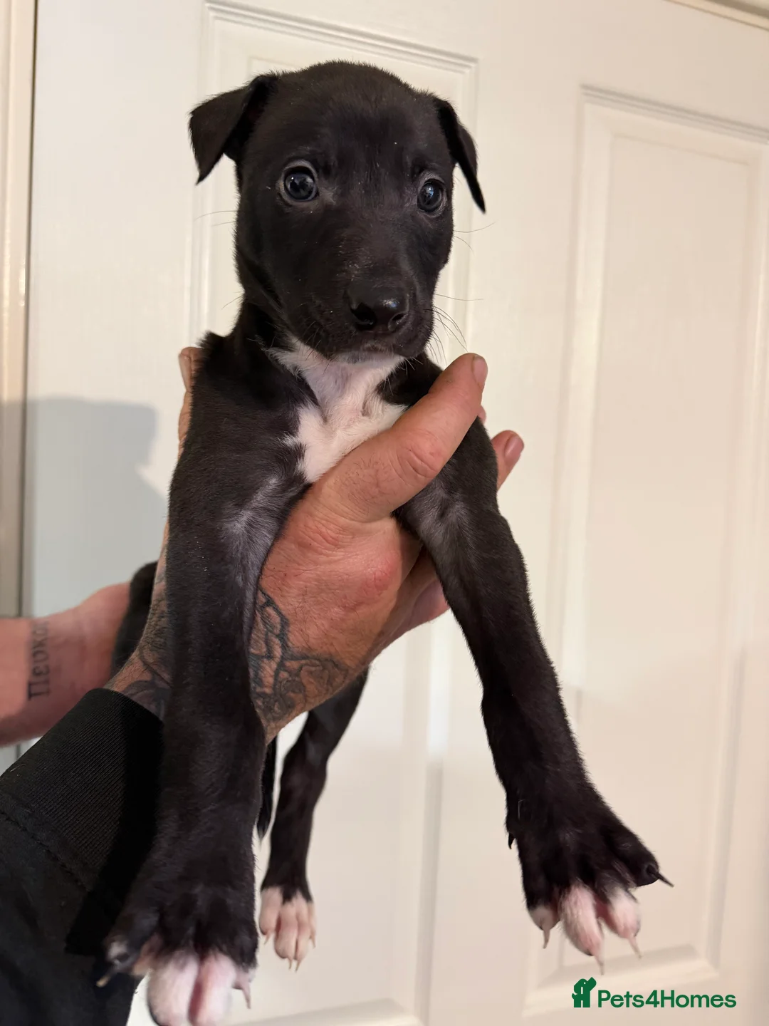 Lurcher dogs for sale: Bull greyhound bitch puppy  - Advert 1