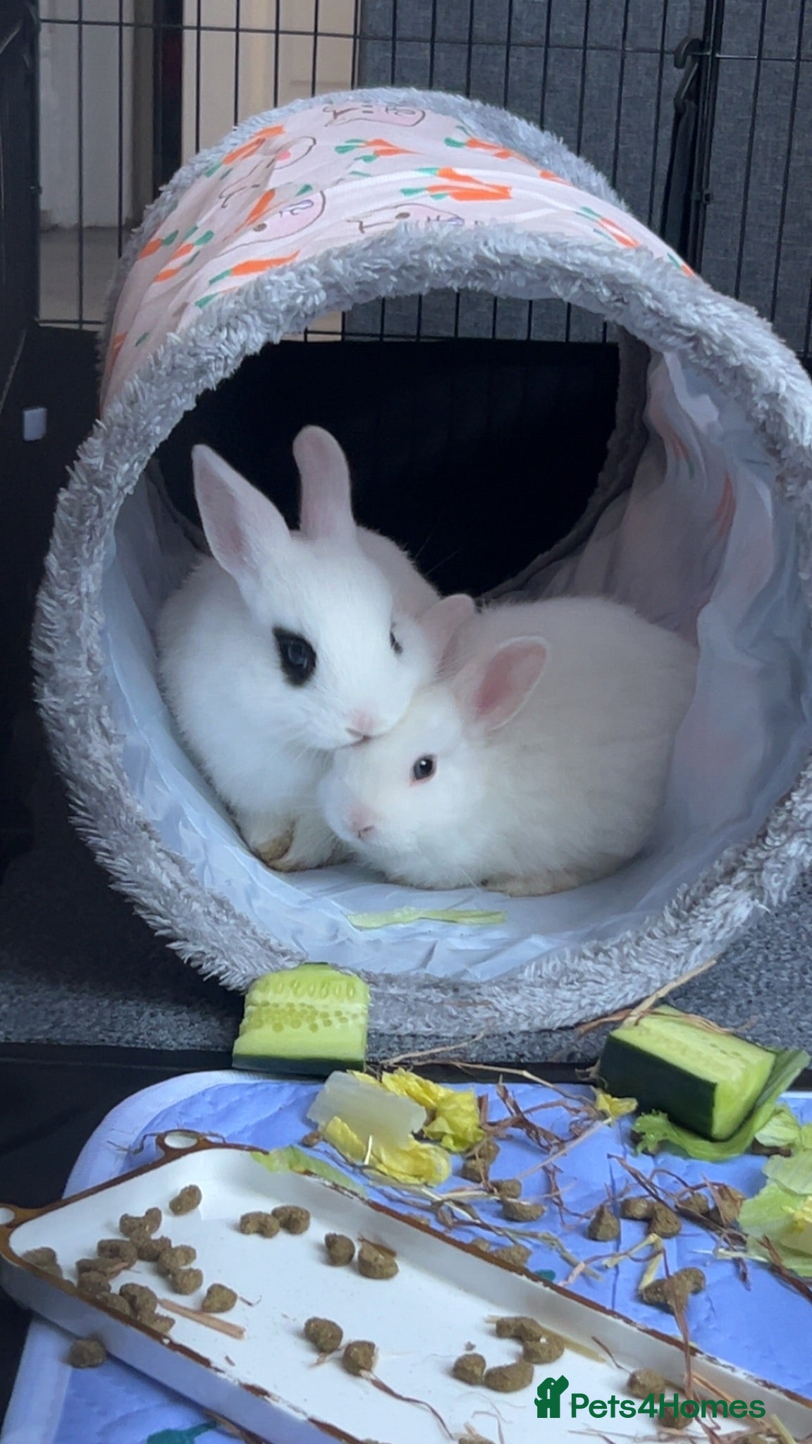 Mixed Breed rabbits White rabbits with blue eyes  - Advert 1