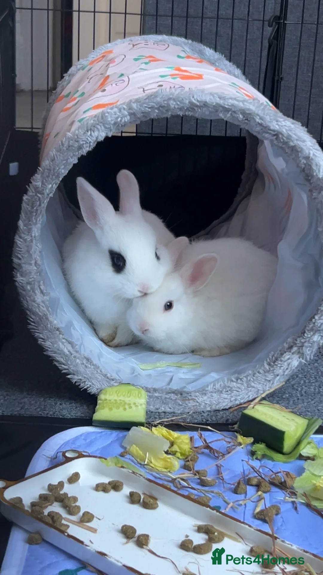 Mixed Breed rabbits for sale: White rabbits with blue eyes  in Bolton - Advert 1
