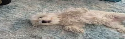 Bichon Frise dogs for sale: Bichon frise  - Advert 3