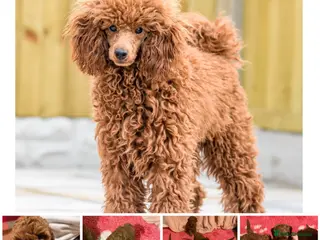 Toy Poodle dogs KC reg health tested toy poodle studs in Exeter - Advert 17