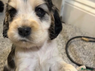 Cocker Spaniel dogs - Advert 4