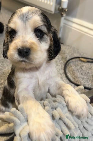 Cocker Spaniel dogs - Advert 13