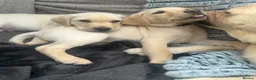 Labrador Retriever dogs for sale: KC Registered Labrador Puppies  - Advert 24