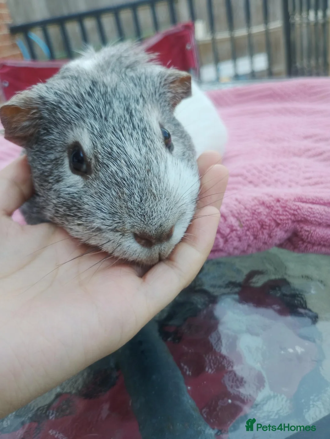 Guinea Pig rodents for sale: For sale male short-haired guinea pig in Bournemouth - Advert 4