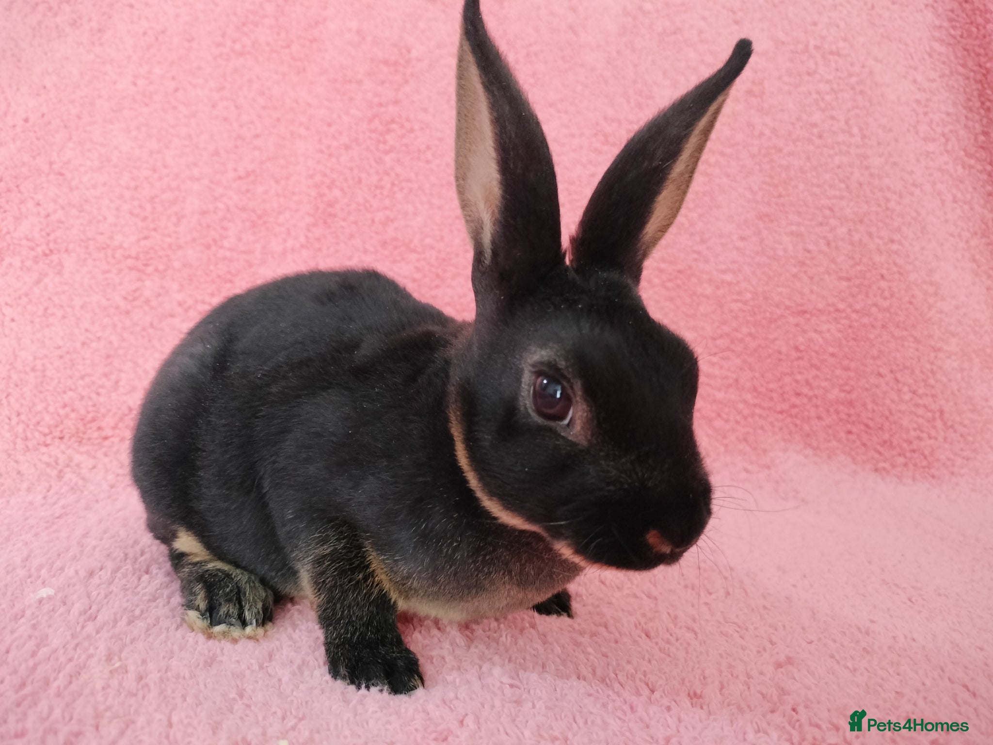 Rex rabbits Baby mini rex for sale  - Advert 5