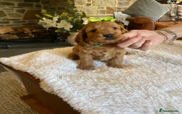 Cockapoo dogs for sale: READY TO GO :Gorgeous litter of  F1 Cockapoo’s - Image 16