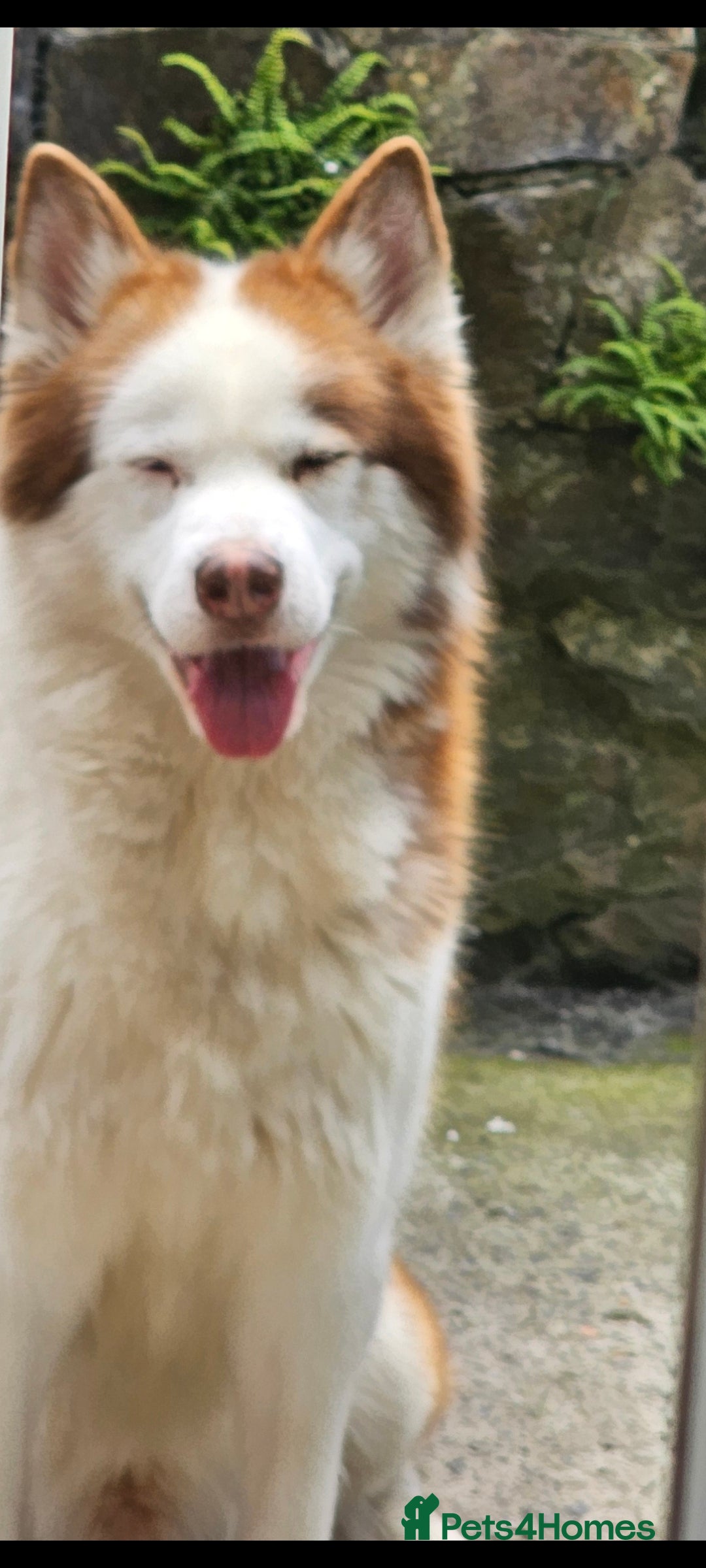 Mixed Breed dogs for sale: Siberian Husky x Pocket Bully  - Image 14