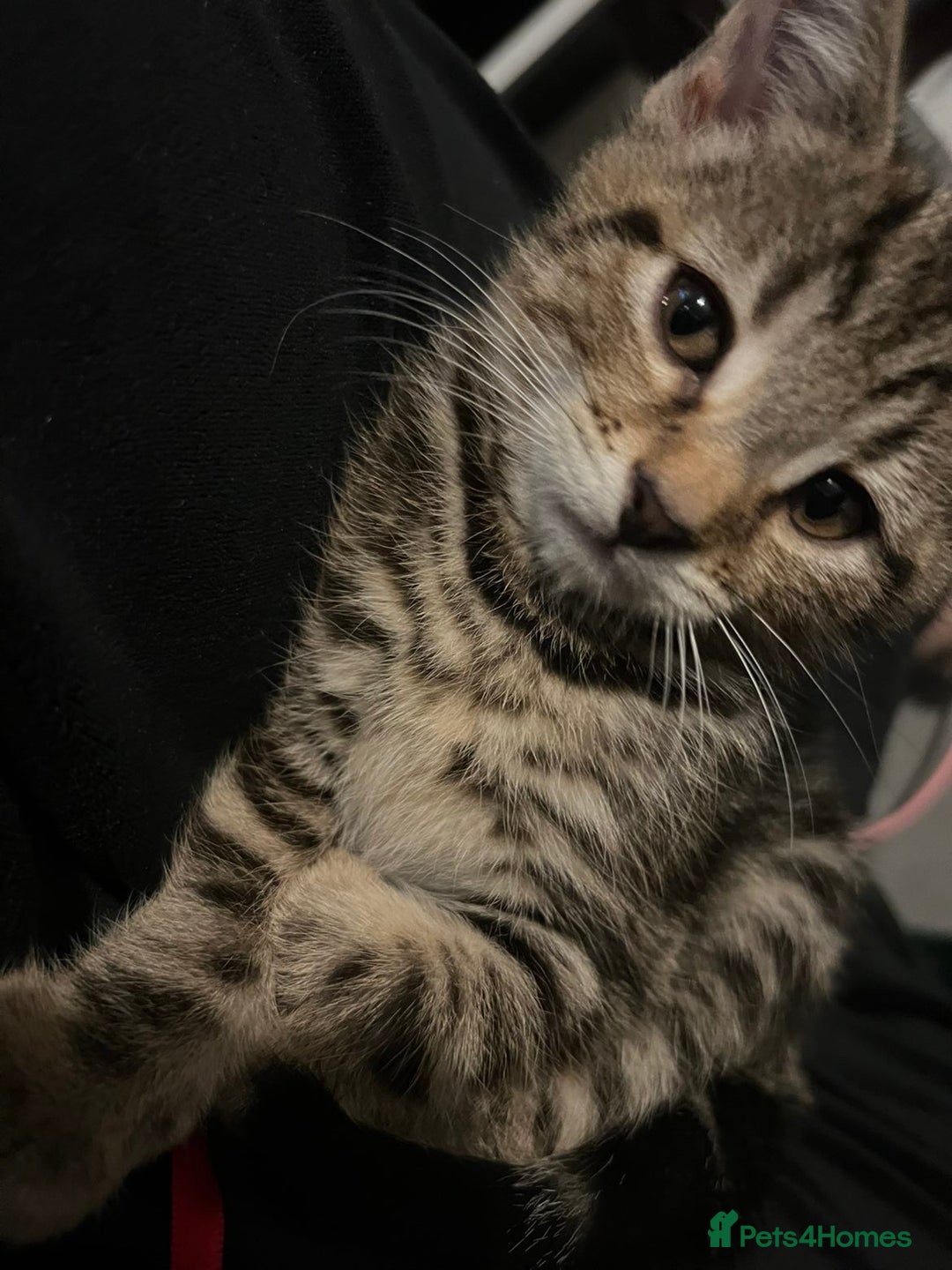 Mixed Breed cats for sale: 4 beautiful kittens ready for homes - Image 5