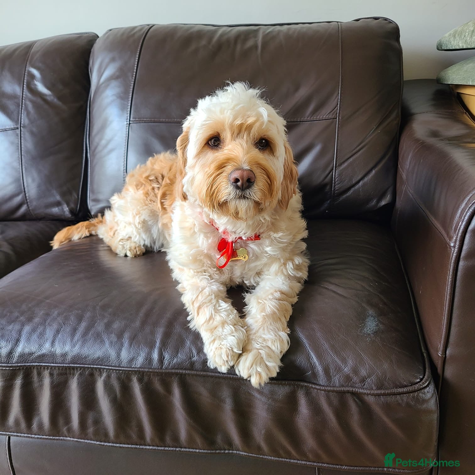 Cockapoo dogs Beautiful & fun 3 year old Cockapoo ‘Teddy’ - Advert 1
