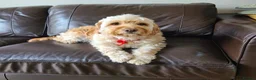 Cockapoo dogs for sale: Beautiful & fun 3 year old Cockapoo ‘Teddy’ - Advert 1