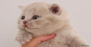 British Shorthair cats - Advert 5