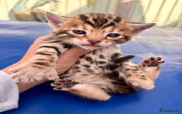 Keetso cats for sale: Stunning golden keetsos  - Image 16