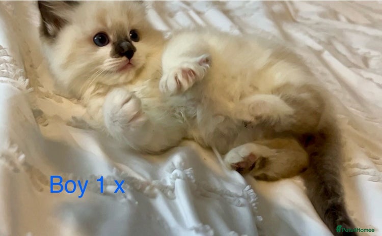 Ragdoll cats - Advert 4