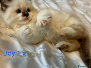 Ragdoll cats for sale - Advert 1