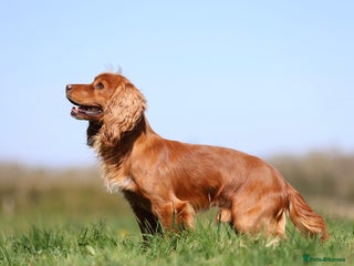 Cocker Spaniel dogs in Crediton - Advert 39