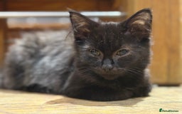 Mixed Breed cats for sale: 2 beautiful female kittens for sale - Image 16