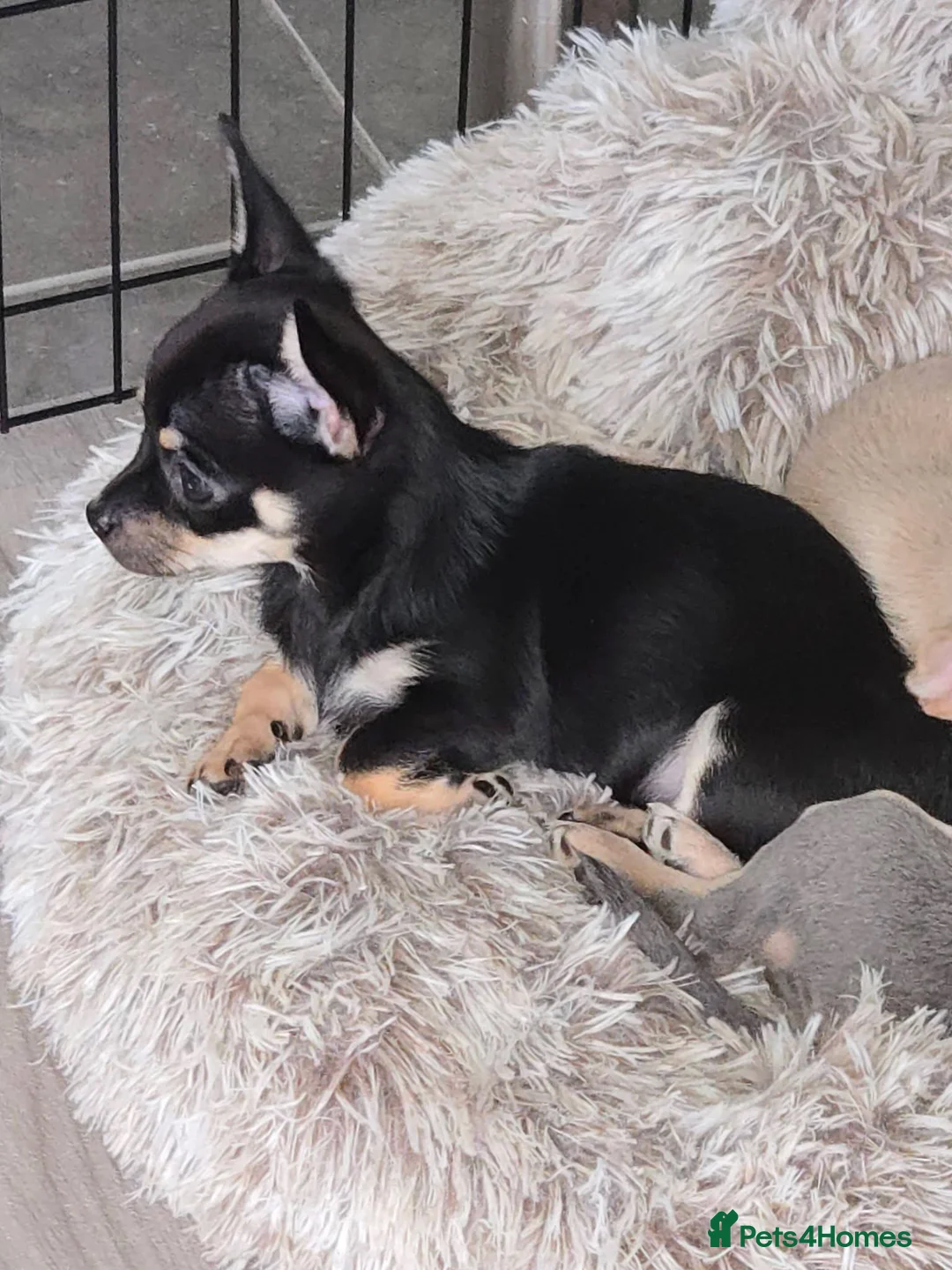 Chihuahua dogs for sale: Chihuahua smooth coat puppy for sale - Advert 3
