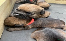 Border Terrier dogs for sale: Border Terrier Pups - KC registered - Image 4