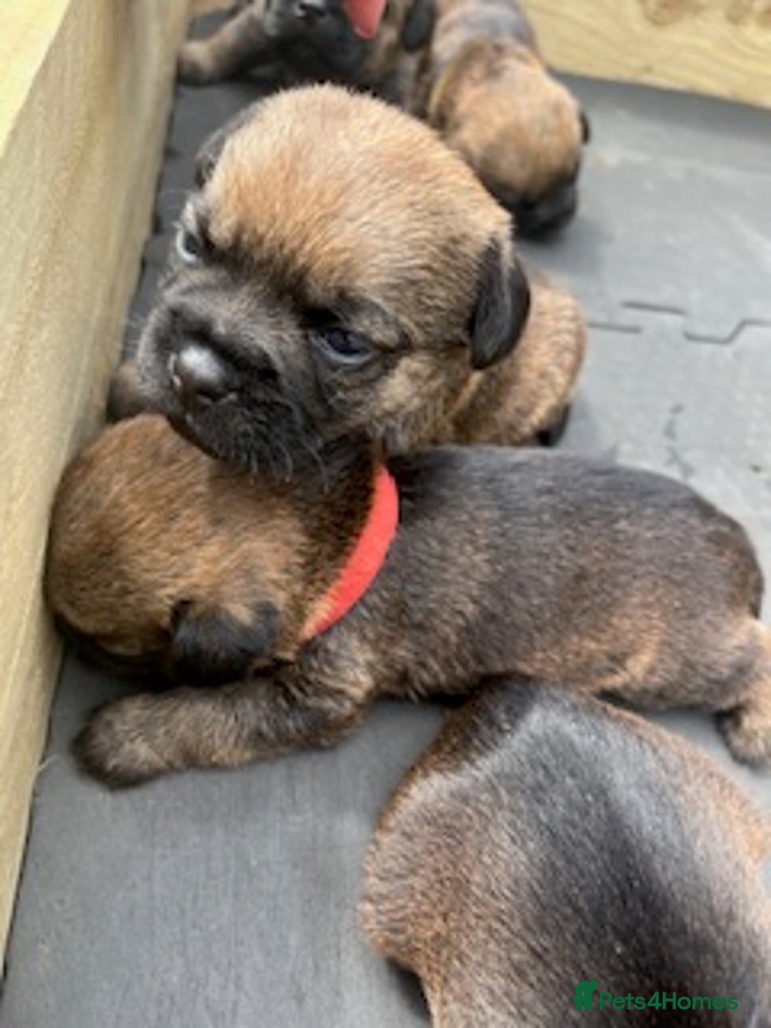 Border Terrier dogs for sale: Border Terrier Pups - KC registered - Image 4
