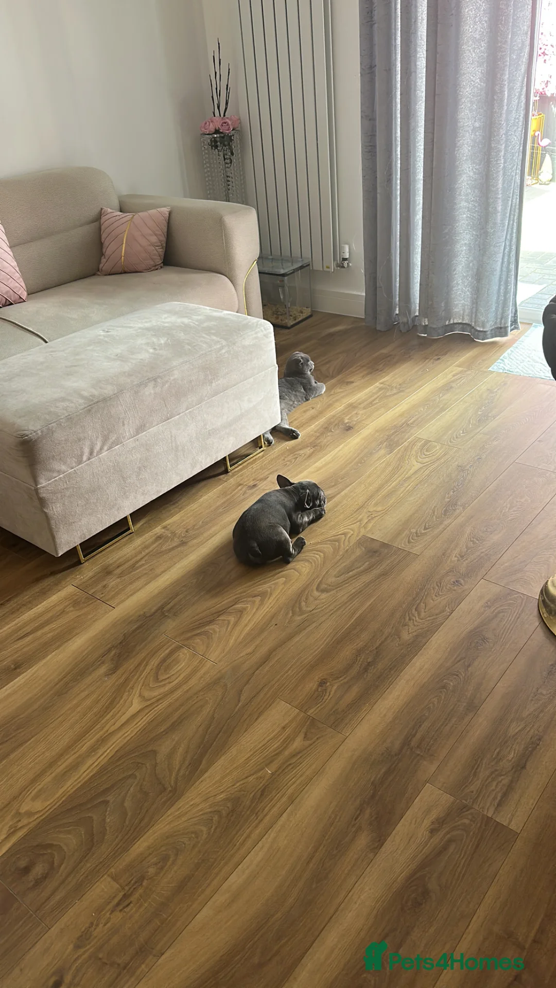 French Bulldog dogs for sale: French bulldog  in Dagenham - Advert 2