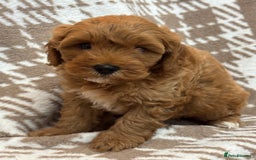Cavapoo dogs for sale: Beautiful Fox 🦊 Red Cavapoos  - Image 14