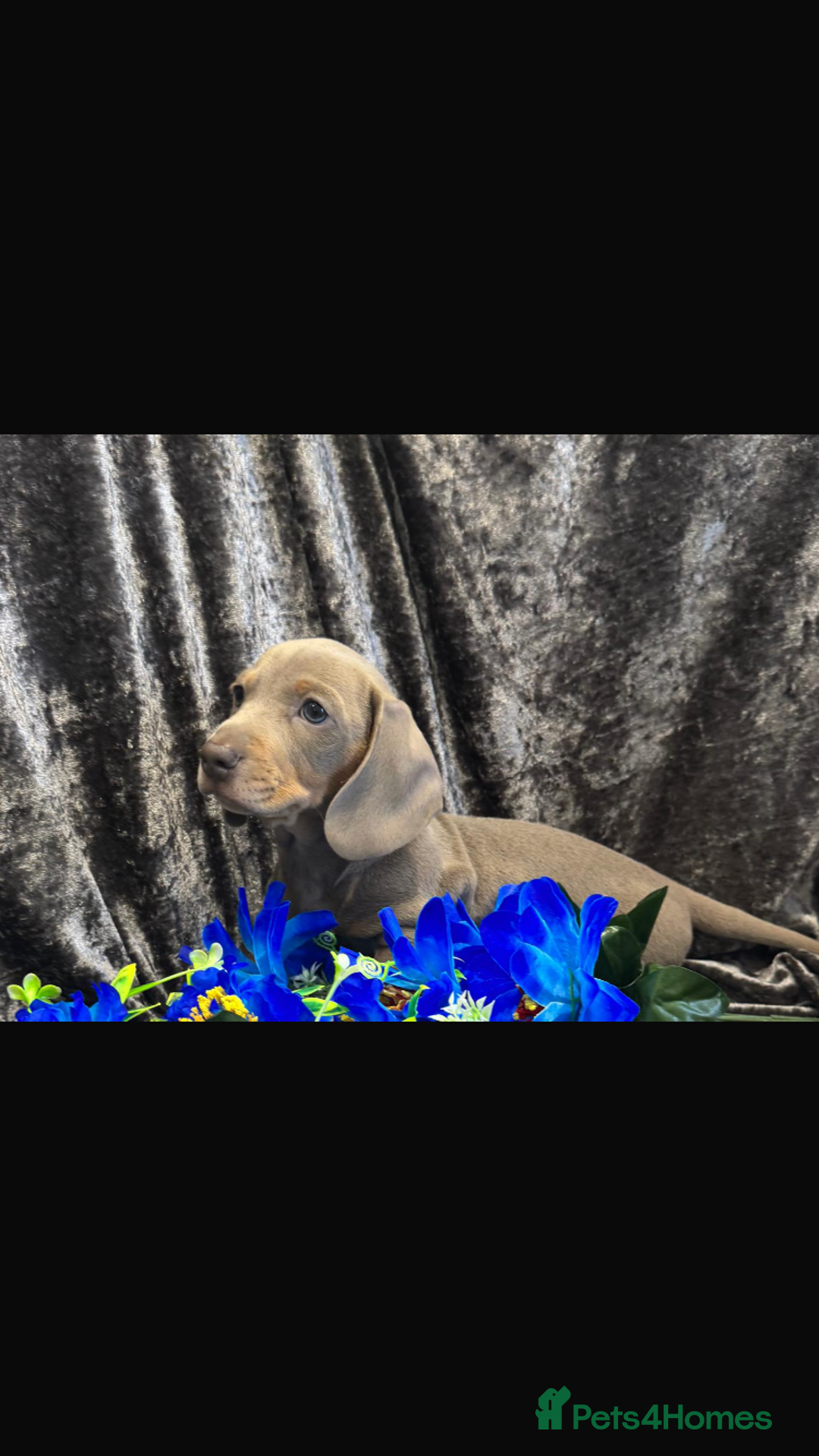 Dachshund dogs for sale: KC registration dachshund  - Advert 6