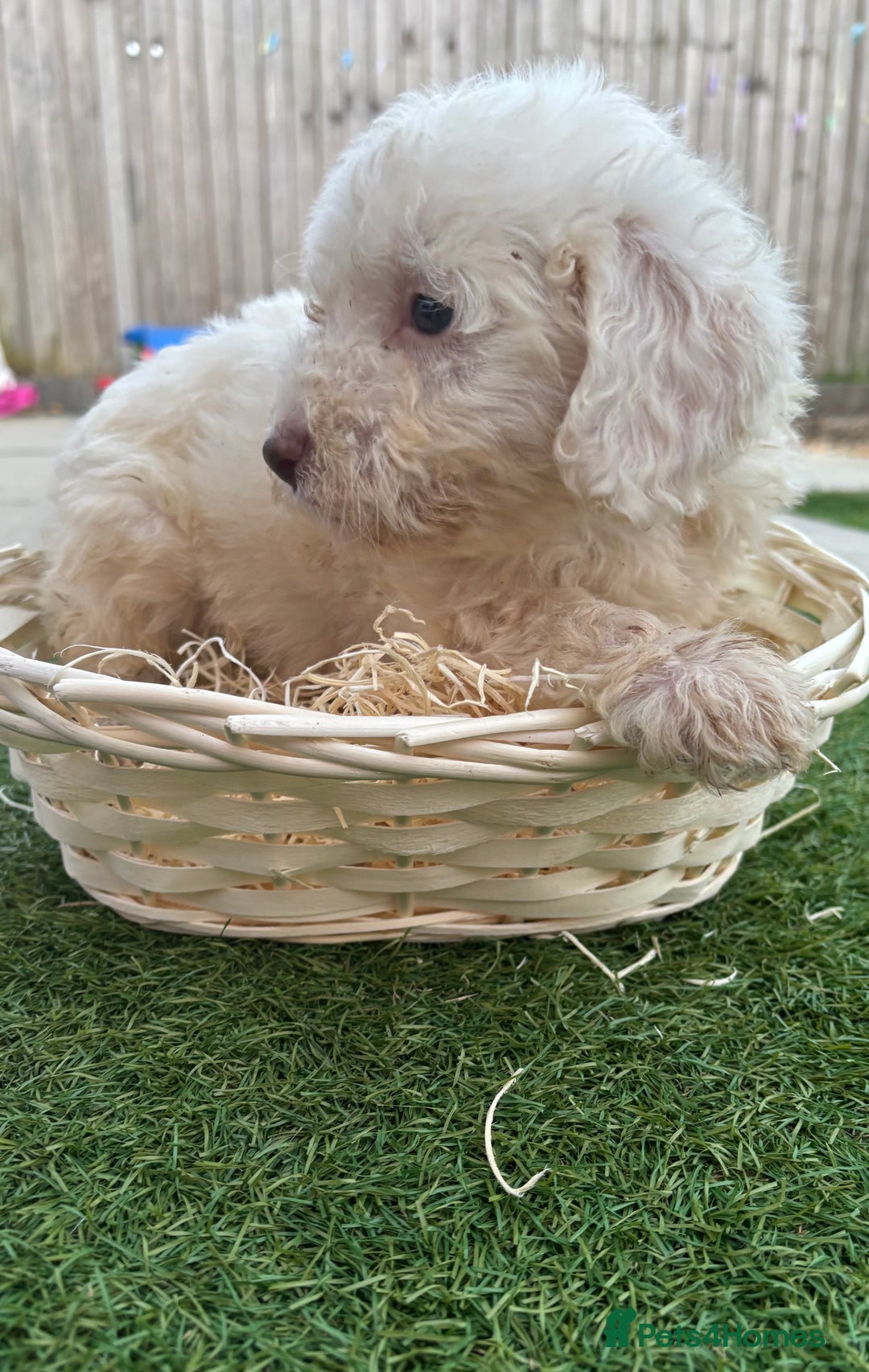 Cockapoo dogs for sale: F2  cockapoo puppies  - Image 4