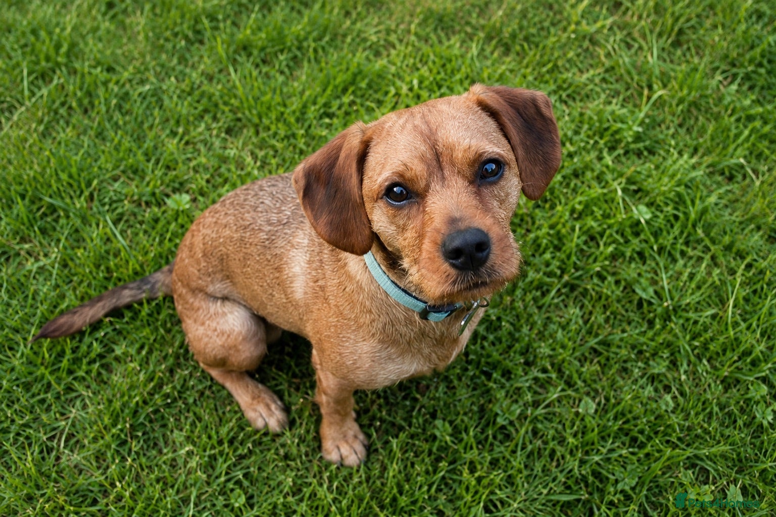 Mixed Breed dogs Lovely 2year old male looking for new home - Advert 5