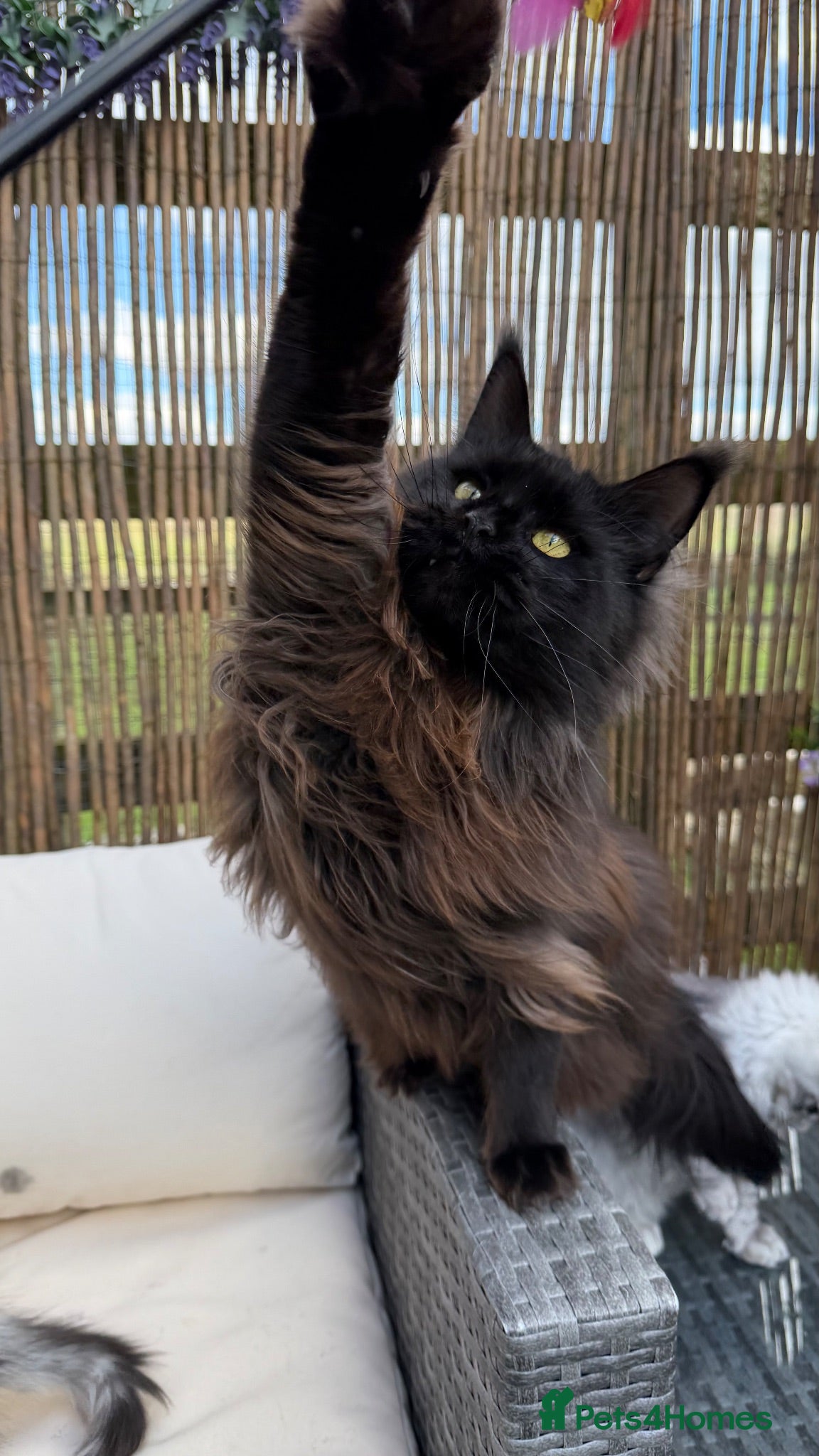 Maine Coon cats 2 beautiful mainecoon looking for forever home.  - Advert 1