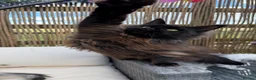 Maine Coon cats for sale: 2 Stunning Retired Mainecoon Girls to go together - Advert 10