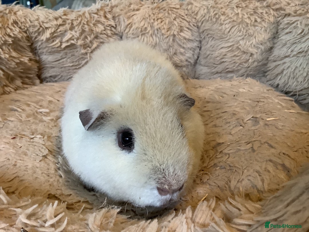 Guinea Pig rodents Lovely Adult White Male Teddy Guinea Pig - Advert 1
