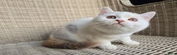 British Shorthair cats for sale: Stunning British Shorthair Kittens  - Advert 11