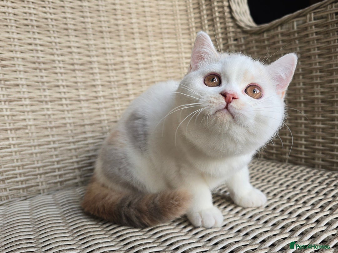 British Shorthair cats for sale: Stunning British Shorthair Kittens  - Advert 11