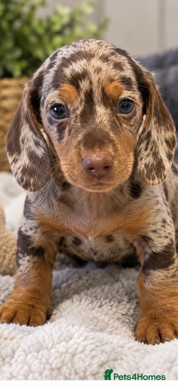 Dachshund dogs Stunning miniature kc dachshund puppies  - Advert 2