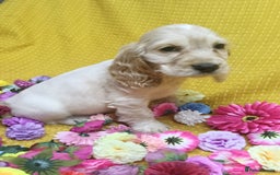 Cocker Spaniel dogs for sale: ❤️Adorable Quality Show Type Cocker Spaniels 🩵 - Image 17